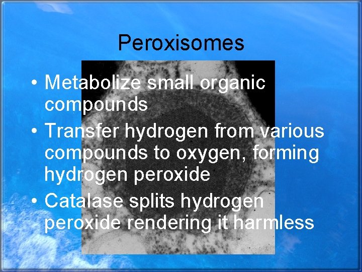 Peroxisomes • Metabolize small organic compounds • Transfer hydrogen from various compounds to oxygen,