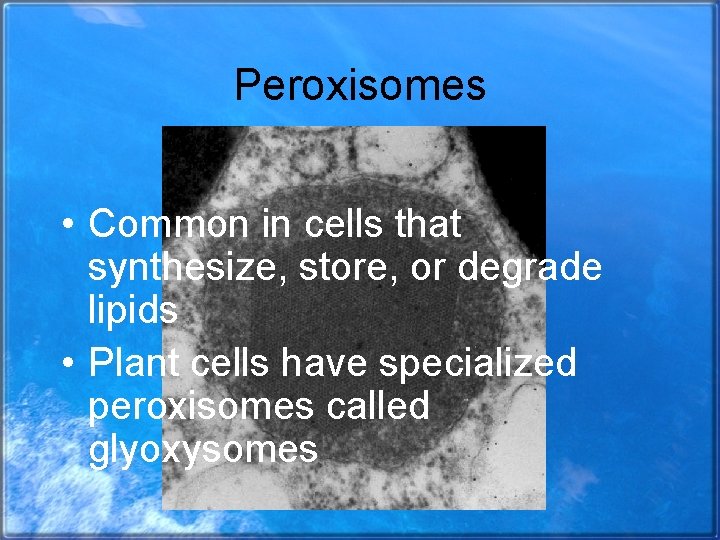 Peroxisomes • Common in cells that synthesize, store, or degrade lipids • Plant cells