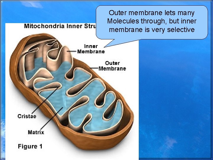 Outer membrane lets many Molecules through, but inner membrane is very selective 