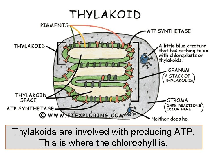 Thylakoids are involved with producing ATP. This is where the chlorophyll is. 