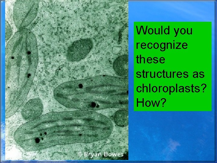 Would you recognize these structures as chloroplasts? How? 