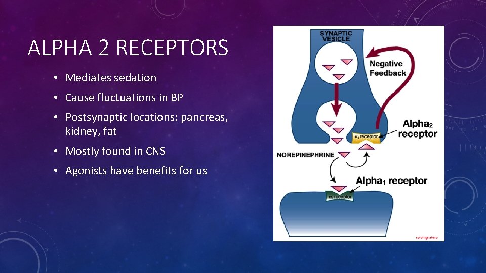 ALPHA 2 RECEPTORS • Mediates sedation • Cause fluctuations in BP • Postsynaptic locations: