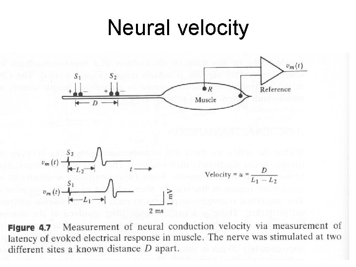 Neural velocity Neural velocity