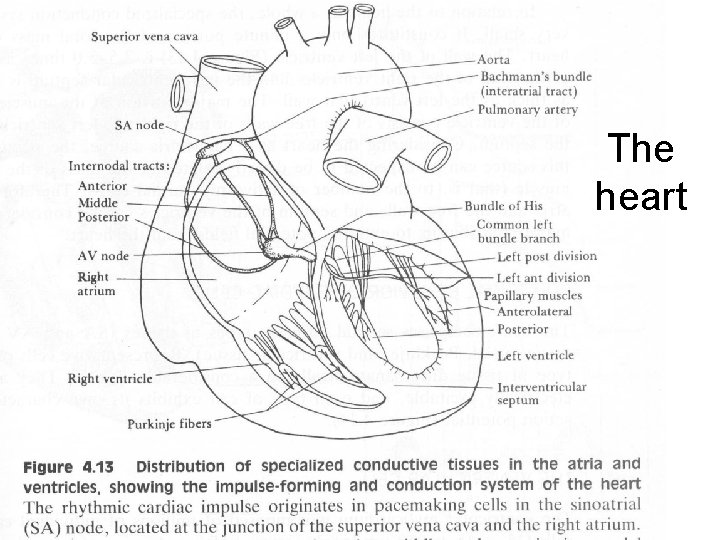 The heart The heart