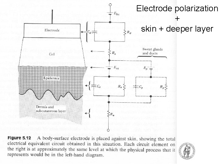 Electrode polarization + skin + deeper layer Electrode polarization + skin + deeper layer