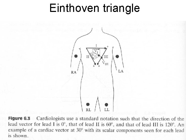 Einthoven triangle Einthoven triangle