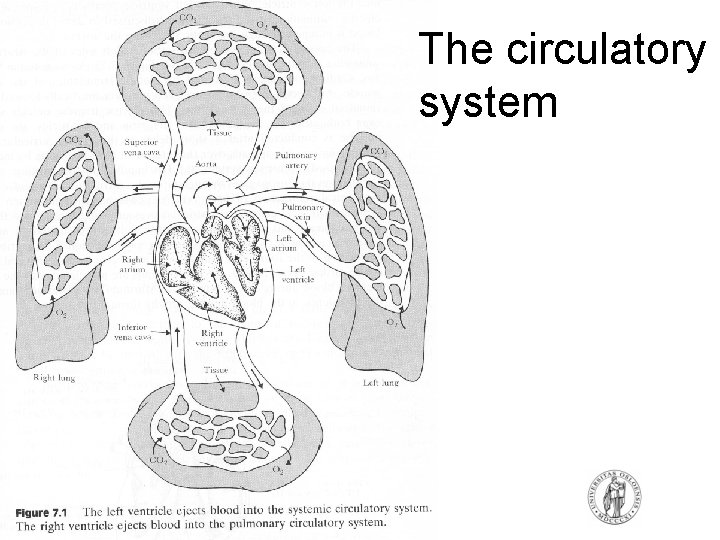 The circulatory system The circulatory system