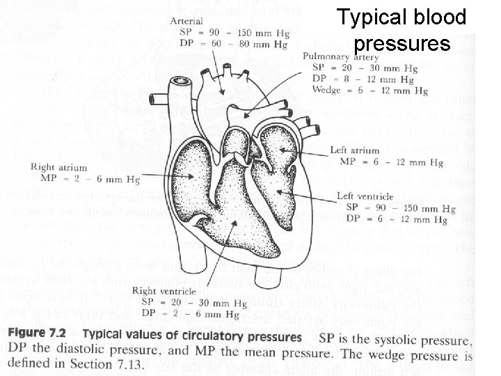 Typical blood pressures Typical blood pressures