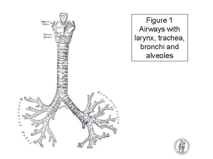 Figure 1 Airways with larynx, trachea, bronchi and alveoles Figure 1 Airways with larynx, trachea, bronchi and alveoles