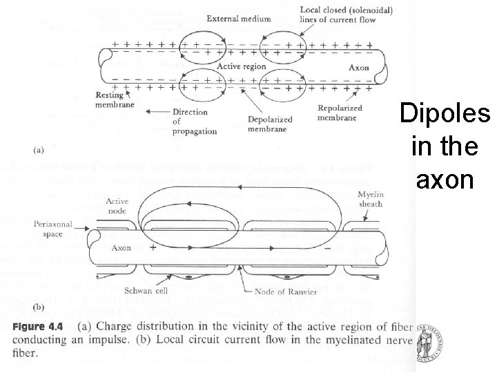 Dipoles in the axon Dipoles in the axon