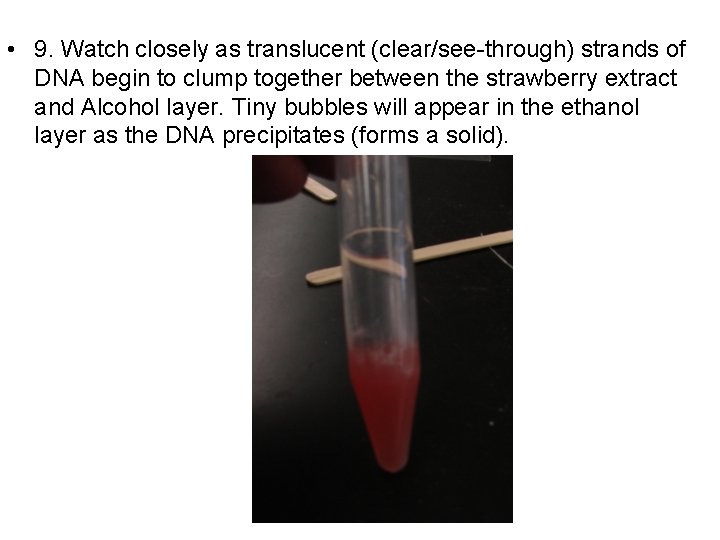  • 9. Watch closely as translucent (clear/see-through) strands of DNA begin to clump