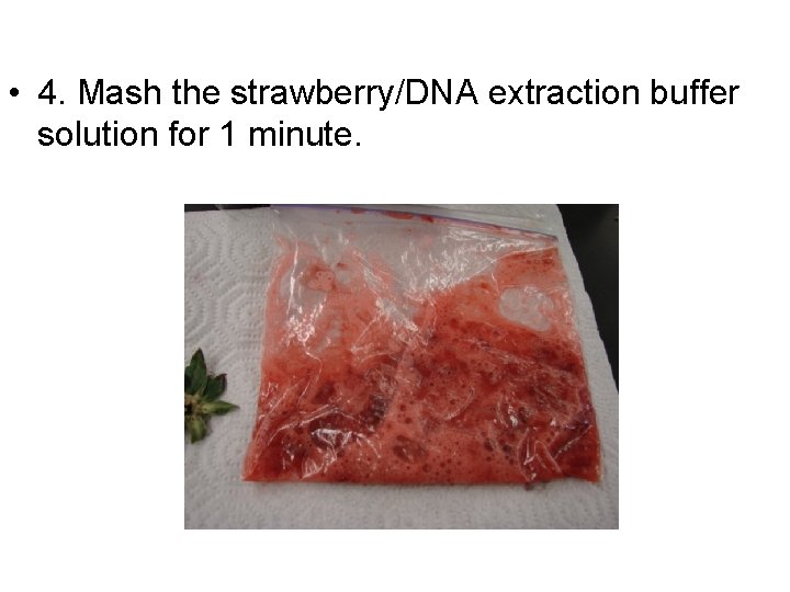  • 4. Mash the strawberry/DNA extraction buffer solution for 1 minute. 