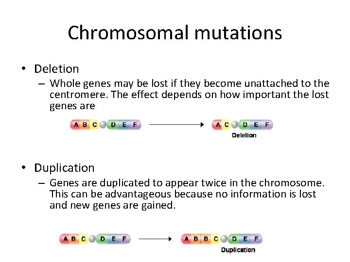 Chromosomal mutations • Deletion – Whole genes may be lost if they become unattached