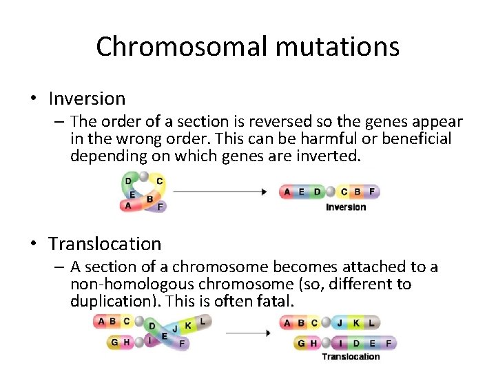 Chromosomal mutations • Inversion – The order of a section is reversed so the