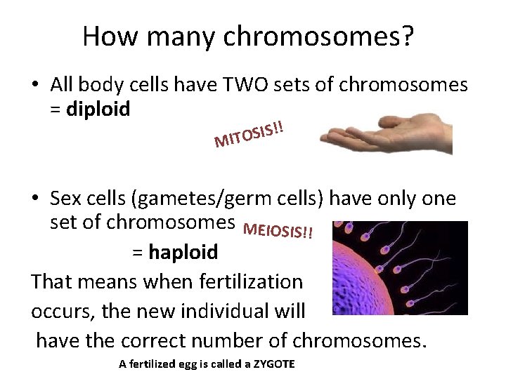 How many chromosomes? • All body cells have TWO sets of chromosomes = diploid