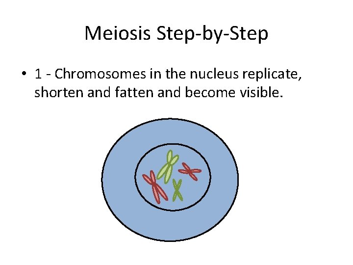 Meiosis Step-by-Step • 1 - Chromosomes in the nucleus replicate, shorten and fatten and