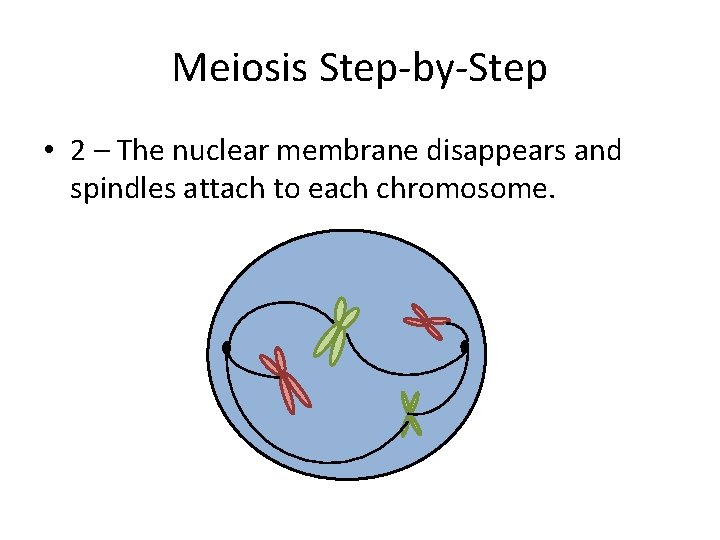 Meiosis Step-by-Step • 2 – The nuclear membrane disappears and spindles attach to each