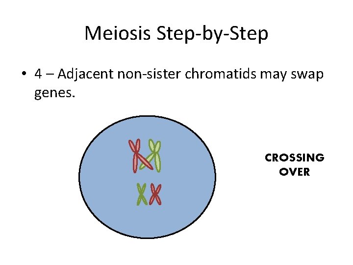 Meiosis Step-by-Step • 4 – Adjacent non-sister chromatids may swap genes. CROSSING OVER 