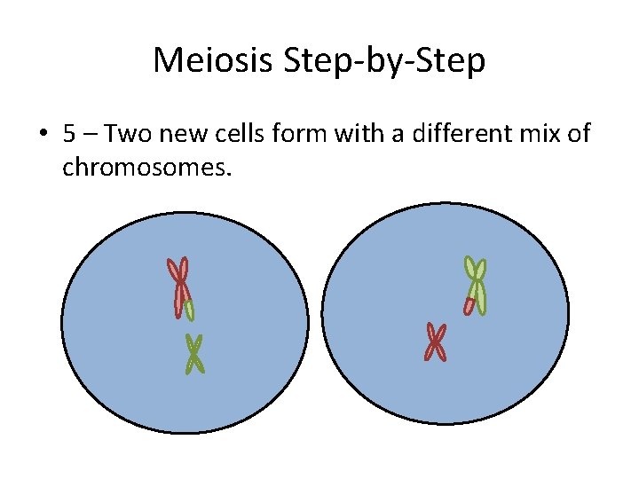 Meiosis Step-by-Step • 5 – Two new cells form with a different mix of