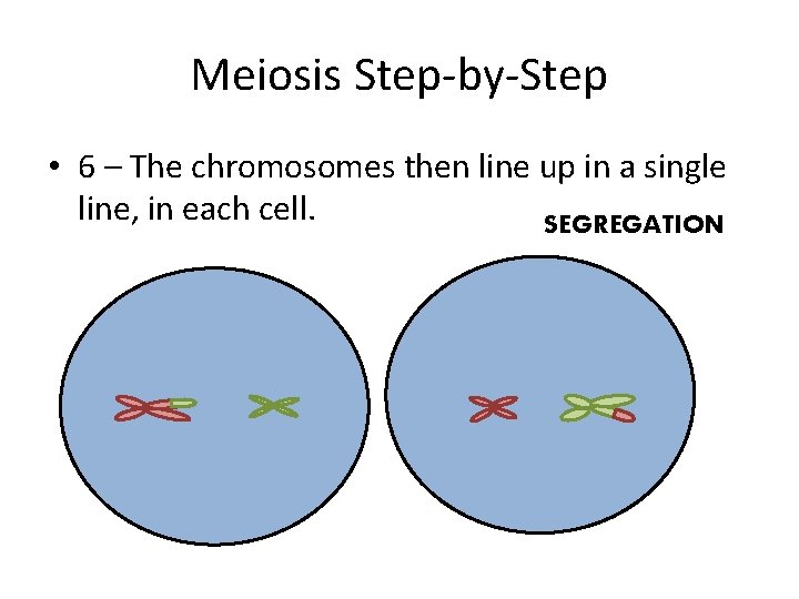Meiosis Step-by-Step • 6 – The chromosomes then line up in a single line,
