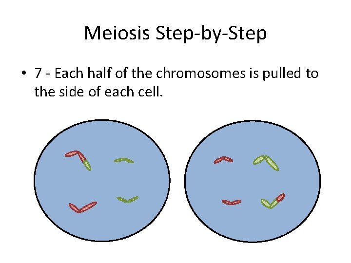 Meiosis Step-by-Step • 7 - Each half of the chromosomes is pulled to the