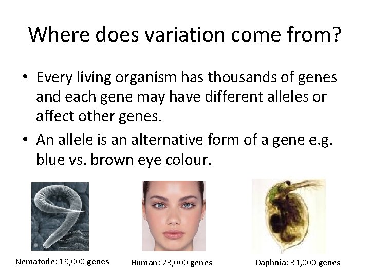 Where does variation come from? • Every living organism has thousands of genes and