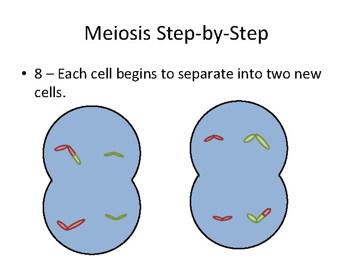 Meiosis Step-by-Step • 8 – Each cell begins to separate into two new cells.