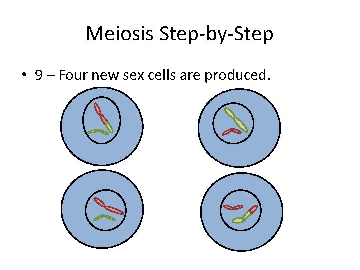 Meiosis Step-by-Step • 9 – Four new sex cells are produced. 