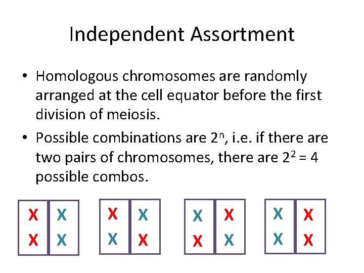 Independent Assortment • Homologous chromosomes are randomly arranged at the cell equator before the