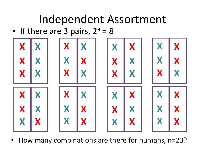 Independent Assortment • If there are 3 pairs, 23 = 8 X X X