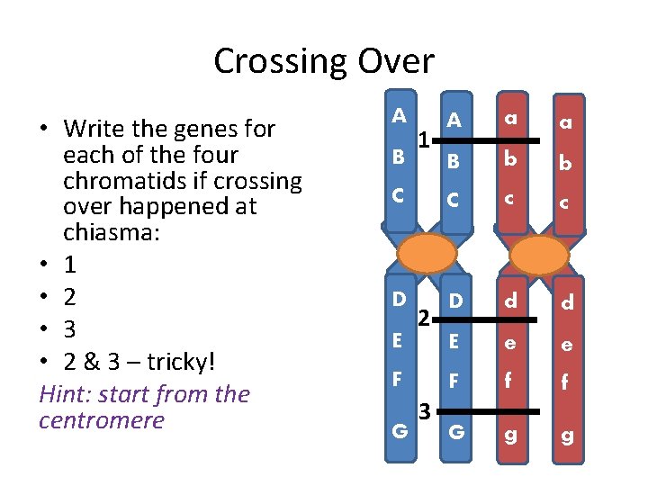Crossing Over • Write the genes for each of the four chromatids if crossing