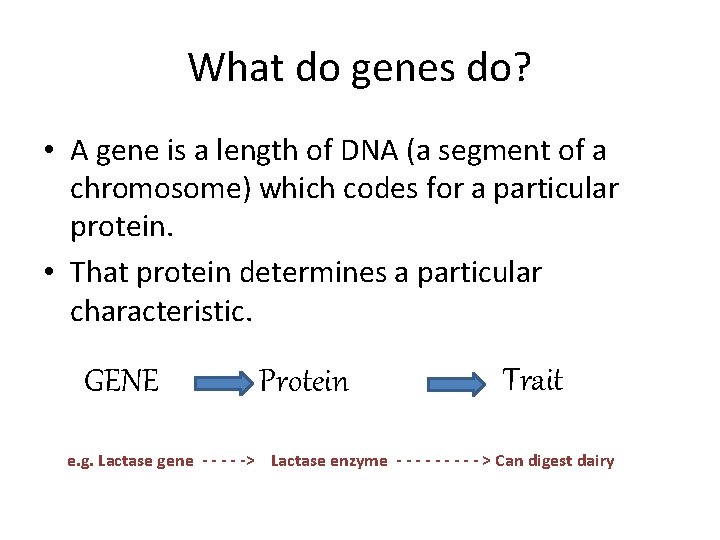 What do genes do? • A gene is a length of DNA (a segment