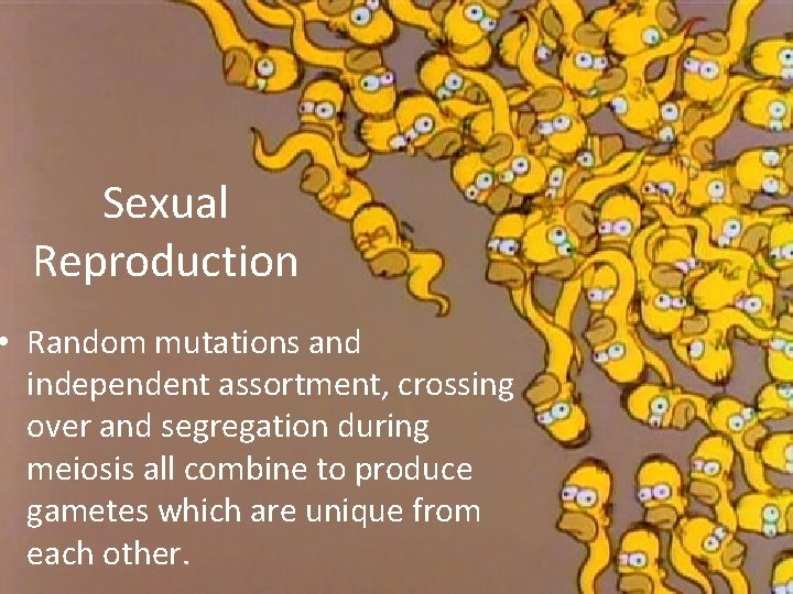 Sexual Reproduction • Random mutations and independent assortment, crossing over and segregation during meiosis