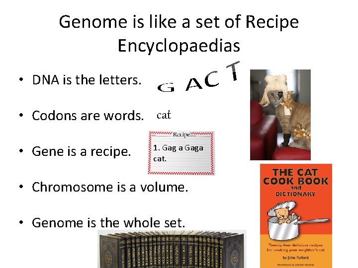 Genome is like a set of Recipe Encyclopaedias • DNA is the letters. •