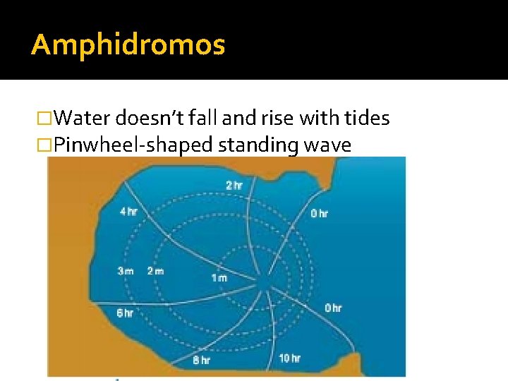 Amphidromos �Water doesn’t fall and rise with tides �Pinwheel-shaped standing wave Amphidromos �Water doesn’t fall and rise with tides �Pinwheel-shaped standing wave