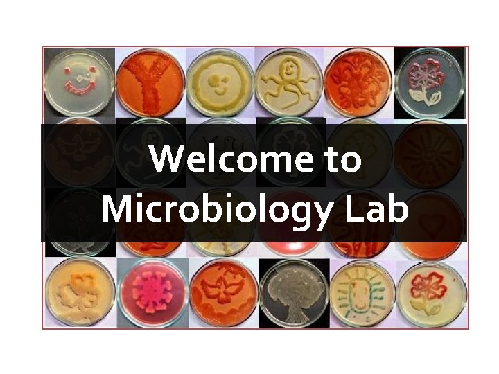 Welcome to Microbiology Lab 