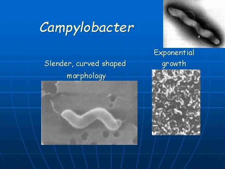 Campylobacter Slender, curved shaped morphology Exponential growth 