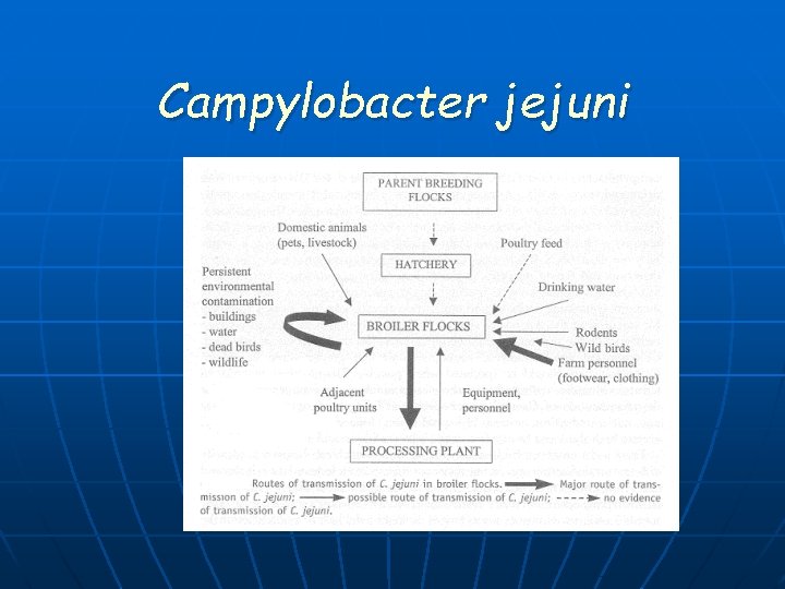 Campylobacter jejuni 