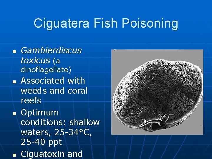 Ciguatera Fish Poisoning n Gambierdiscus toxicus (a dinoflagellate) n n n Associated with weeds
