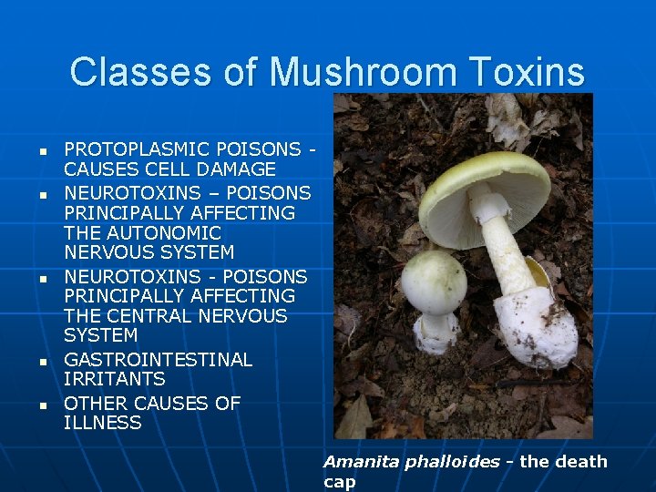 Classes of Mushroom Toxins n n n PROTOPLASMIC POISONS - CAUSES CELL DAMAGE NEUROTOXINS