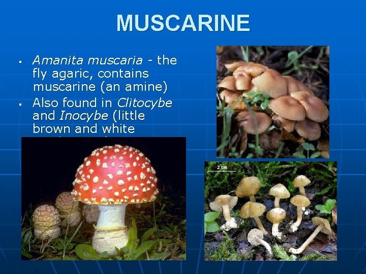 MUSCARINE § § Amanita muscaria - the fly agaric, contains muscarine (an amine) Also