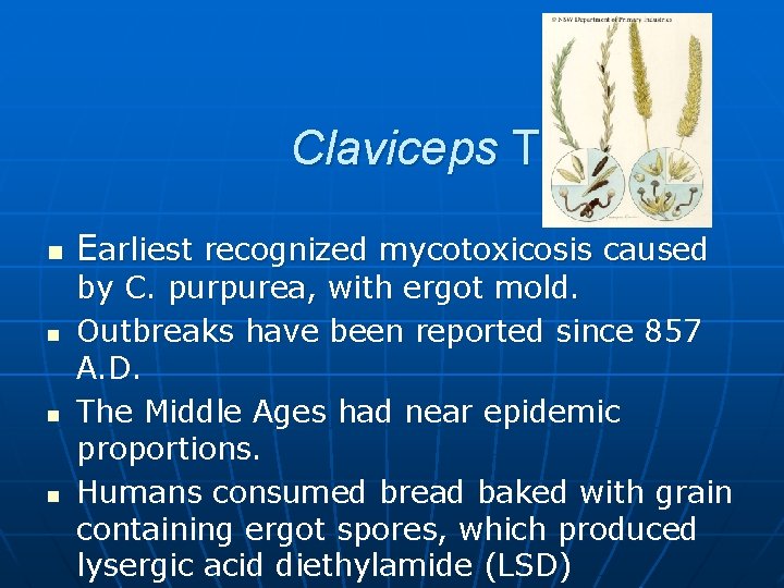 Claviceps Toxins n n Earliest recognized mycotoxicosis caused by C. purpurea, with ergot mold.