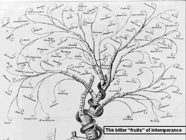 The bitter “fruits” of intemperance 
