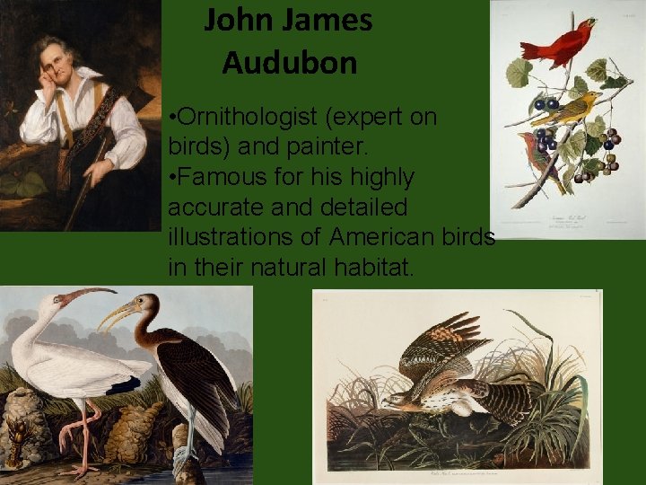 John James Audubon • Ornithologist (expert on birds) and painter. • Famous for his