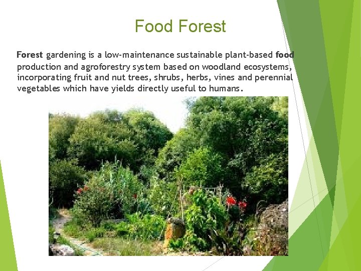 Food Forest gardening is a low-maintenance sustainable plant-based food production and agroforestry system based