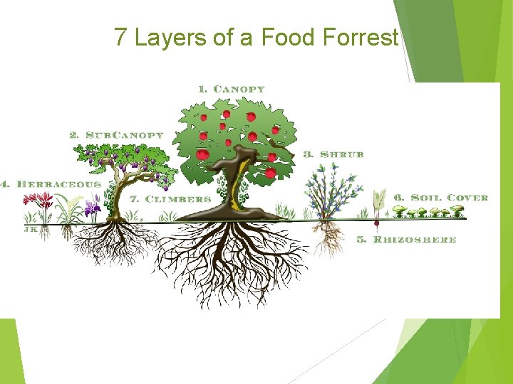 7 Layers of a Food Forrest 