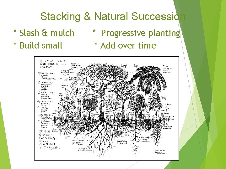 Stacking & Natural Succession * Slash & mulch * Build small * Progressive planting