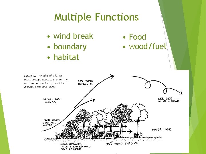 Multiple Functions • wind break • boundary • habitat • Food • wood/fuel 