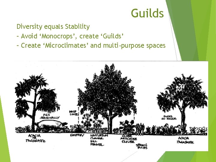 Guilds Diversity equals Stability – Avoid ‘Monocrops’, create ‘Guilds’ – Create ‘Microclimates’ and multi-purpose