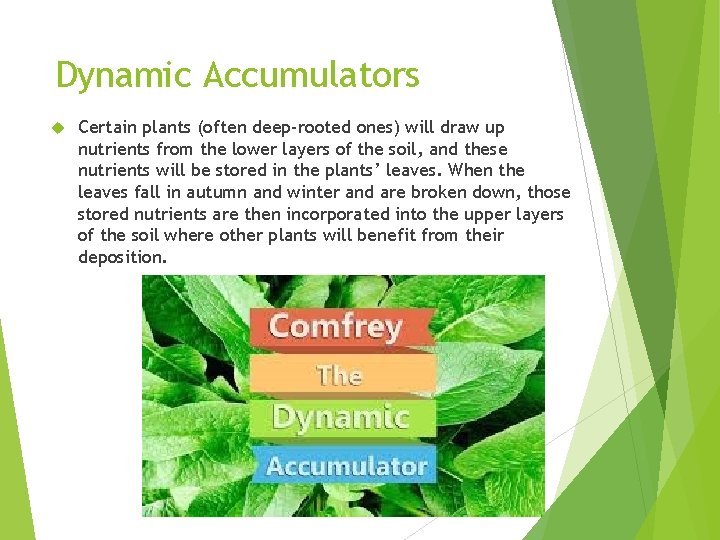 Dynamic Accumulators Certain plants (often deep-rooted ones) will draw up nutrients from the lower